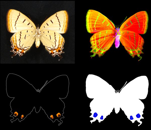 The evolution of the eyespot and false-head features in Lepidoptera
