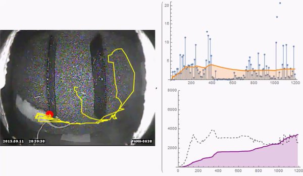 Video tracking system for the corpus used by burying beetles