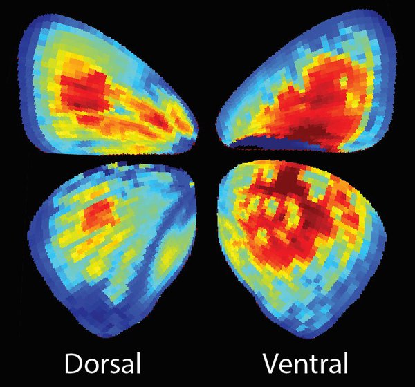Day versus night and the evolution of sexual dimorphism in Lepidoptera