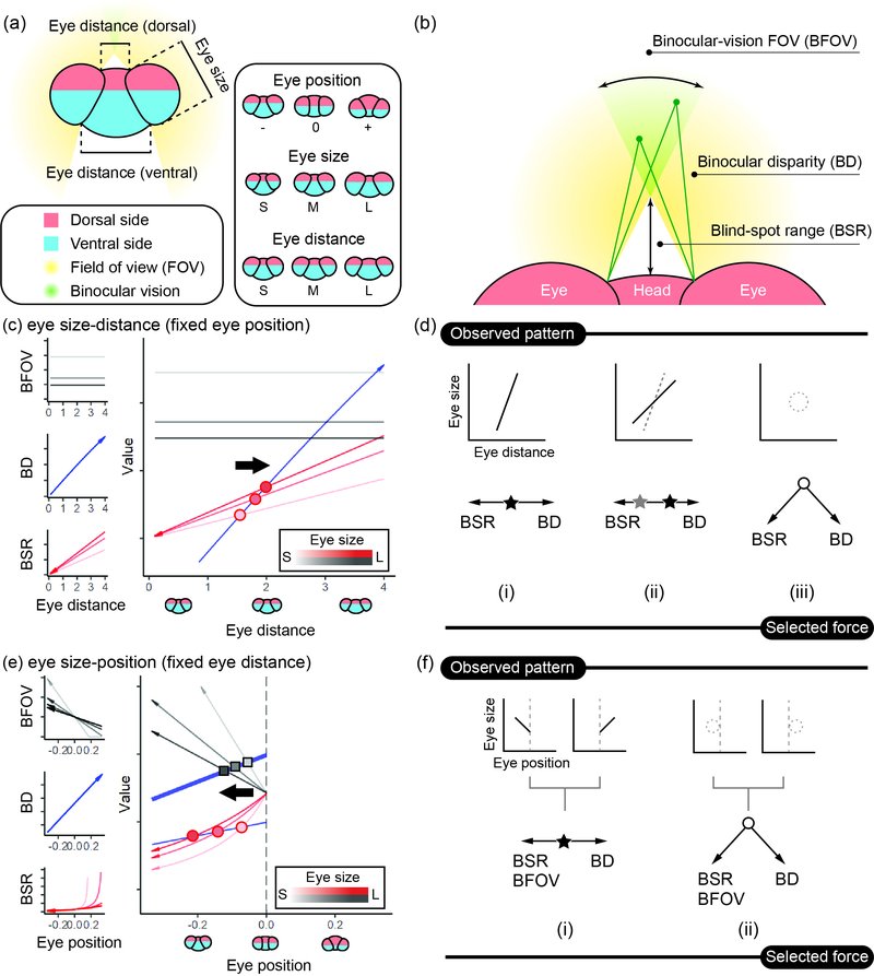 The evolution of sensory organs in Lepidoptera